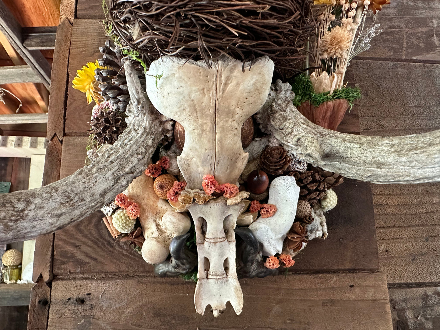 Antler Skull Cap Mount with Dragon's Blood Jasper