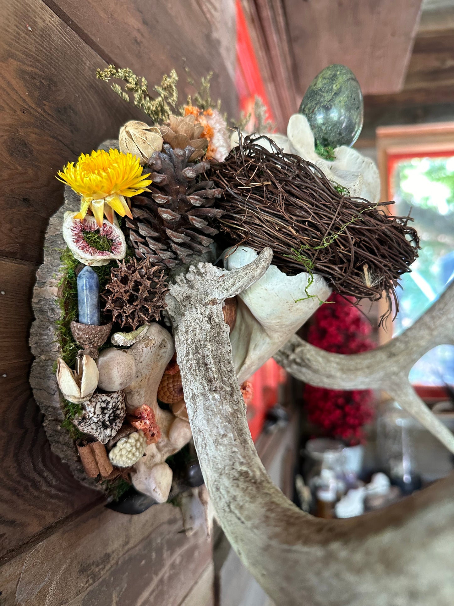 Antler Skull Cap Mount with Dragon's Blood Jasper