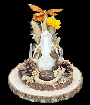 Raccoon Skull Glass Dome with Butterfly