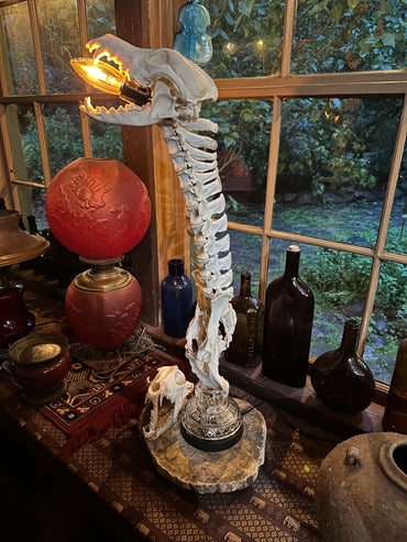 Coyote Skull & Deer Vertebrae Lamp