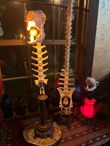 Goat Skull & Deer Vertebrae Lamp