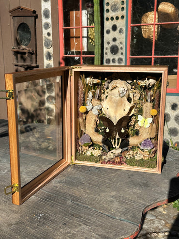 Deer Skull & Legs Shadow Box