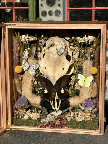 Deer Skull & Legs Shadow Box