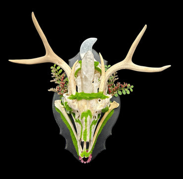 Deer Skull with Antlers & Crystals
