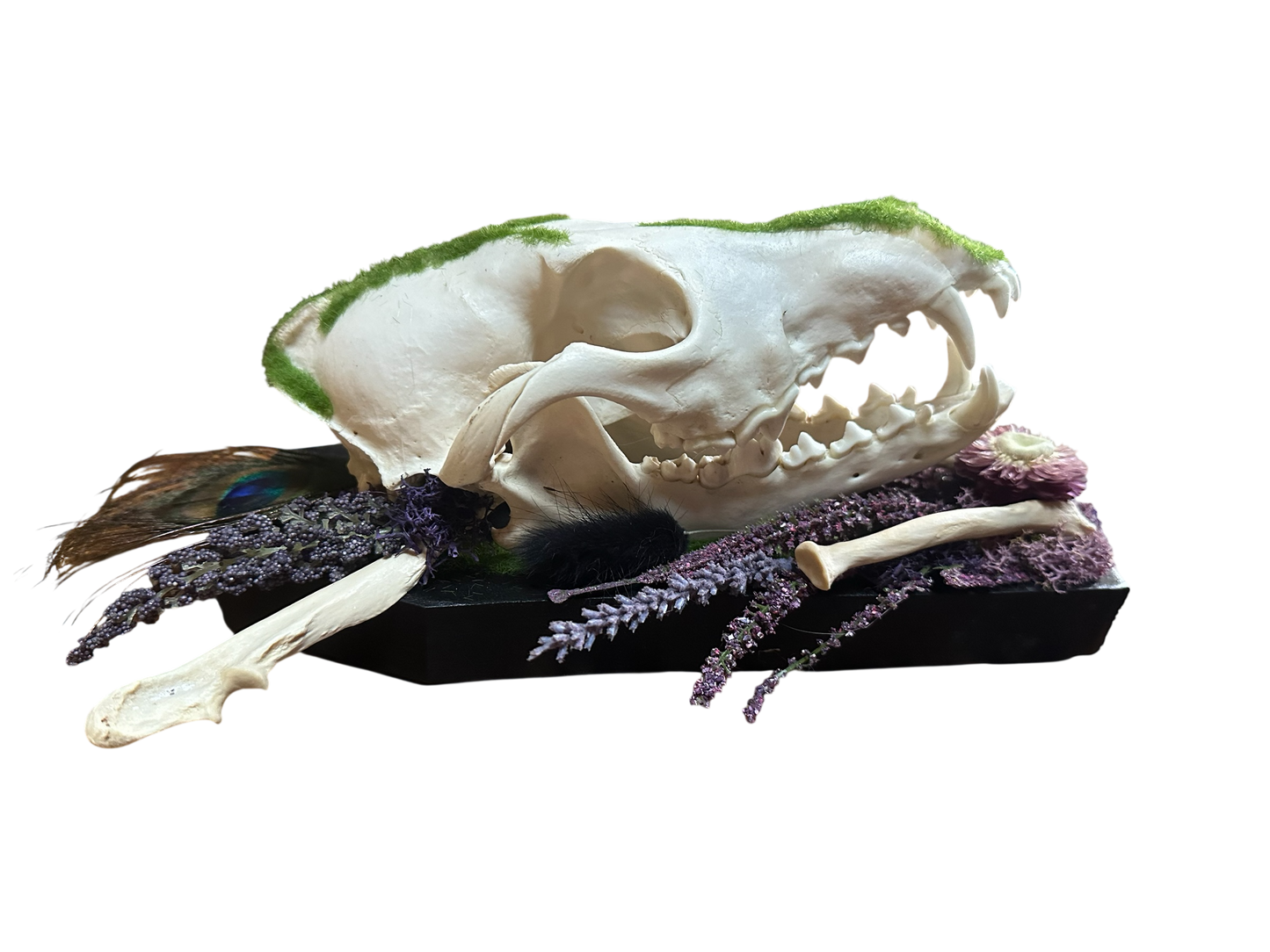 Coyote Skulls Coffin Plaque with Peacock Feather