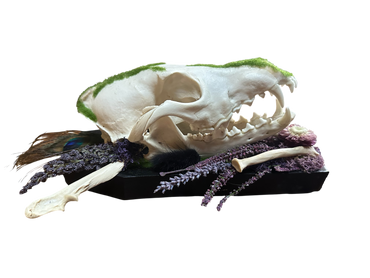 Coyote Skulls Coffin Plaque with Peacock Feather