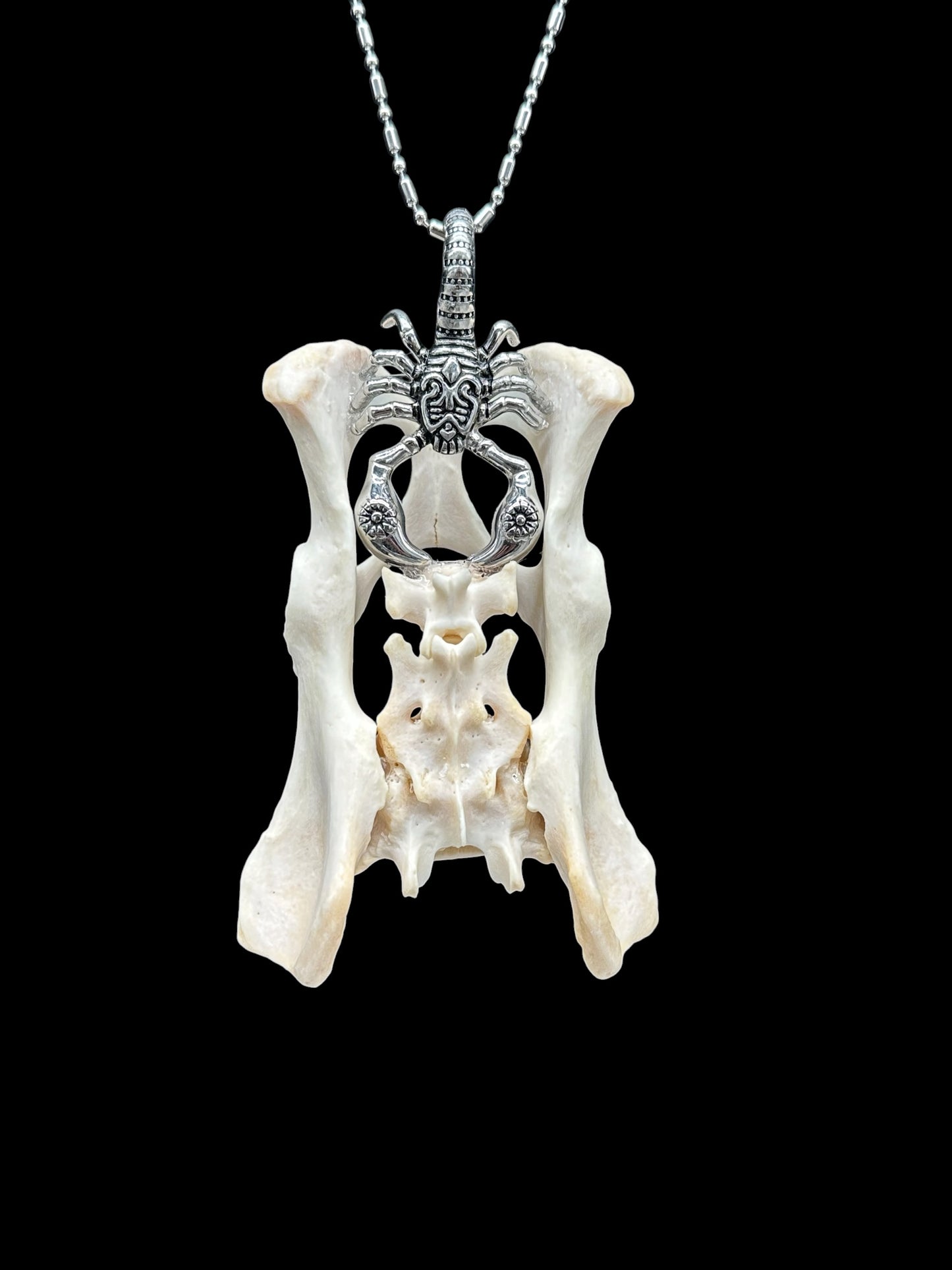 Raccoon Pelvis and Scorpion Charm Necklace