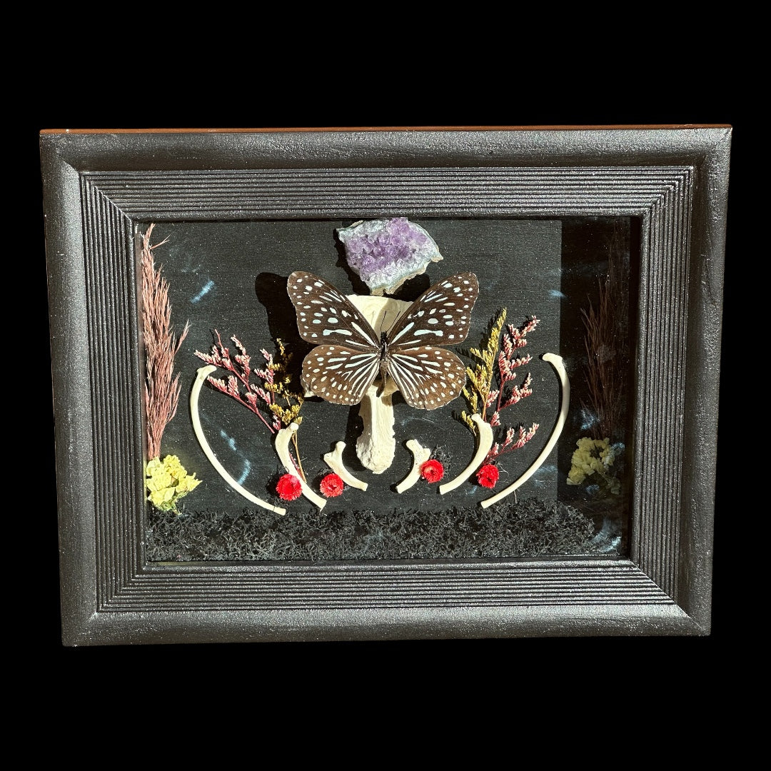 Butterfly Shadow Box