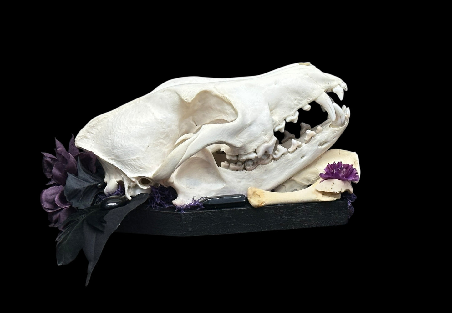 Coyote Skull on Black Coffin Plaque