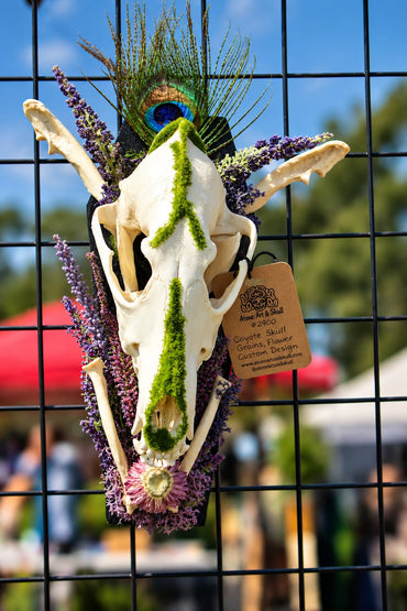 Coyote Skulls Coffin Plaque with Peacock Feather