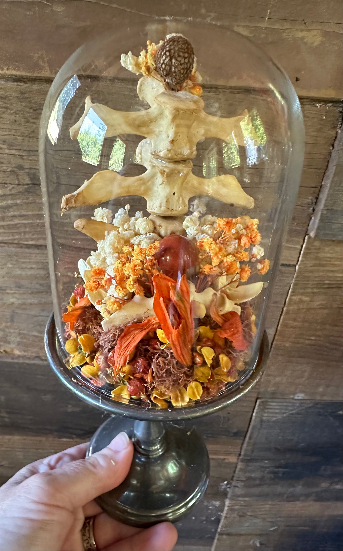 Beaver Vertebrae Glass Dome Display