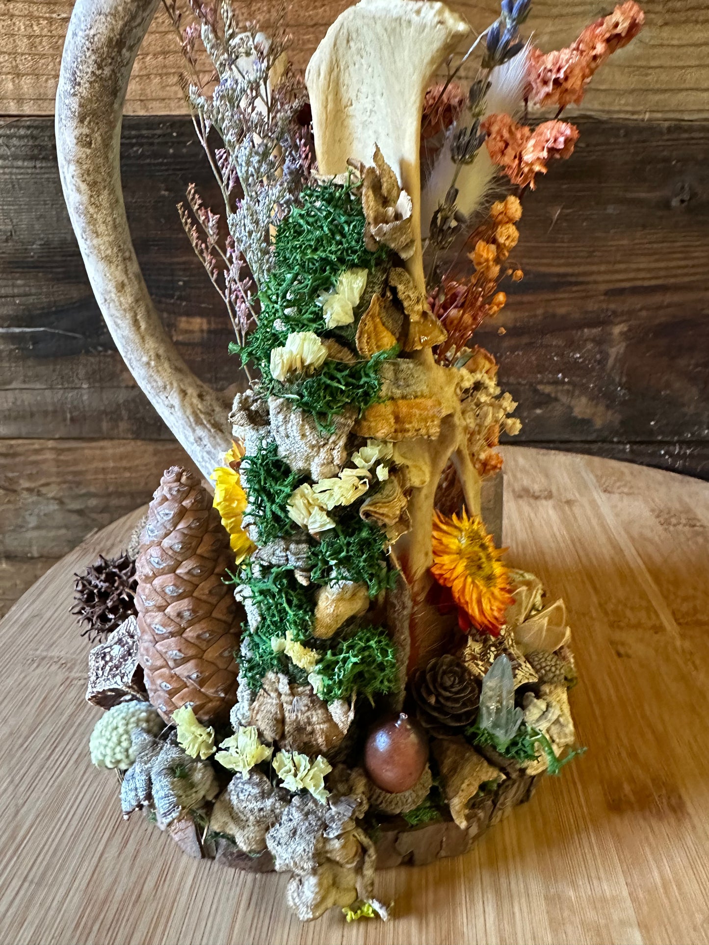 Beaver Pelvis & Antler Pedestal with Rainbow Obsidian Stone