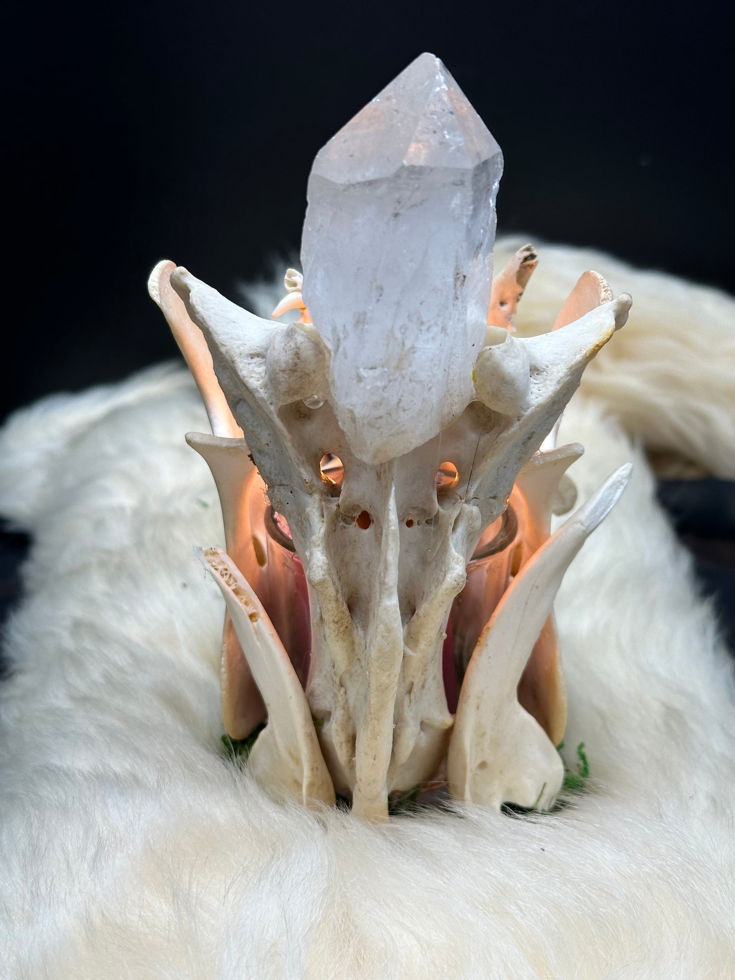 Deer Jaw Candle Holder (Sacrum & Quartz)