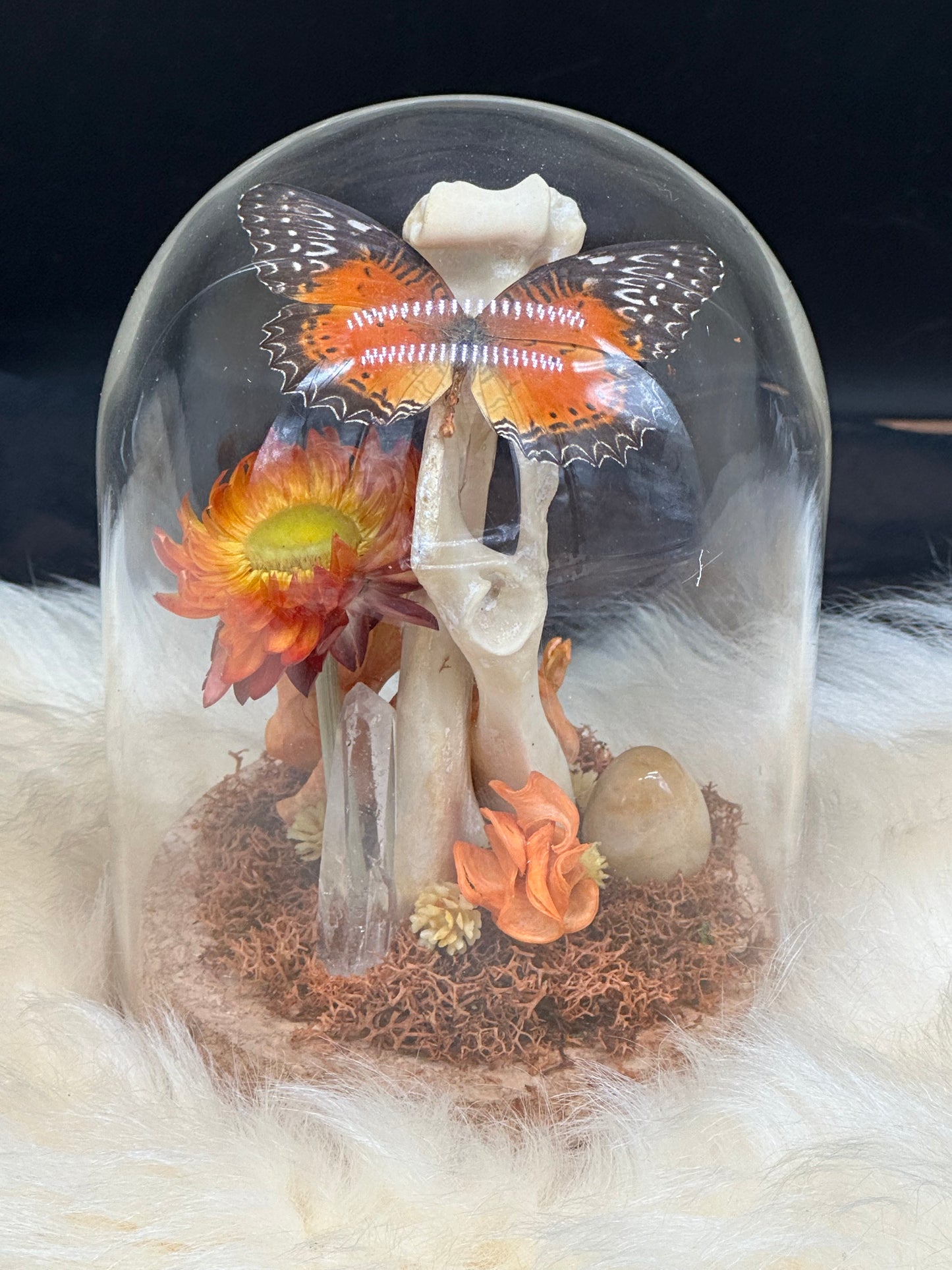 Bones & Butterfly Glass Dome (Orange)