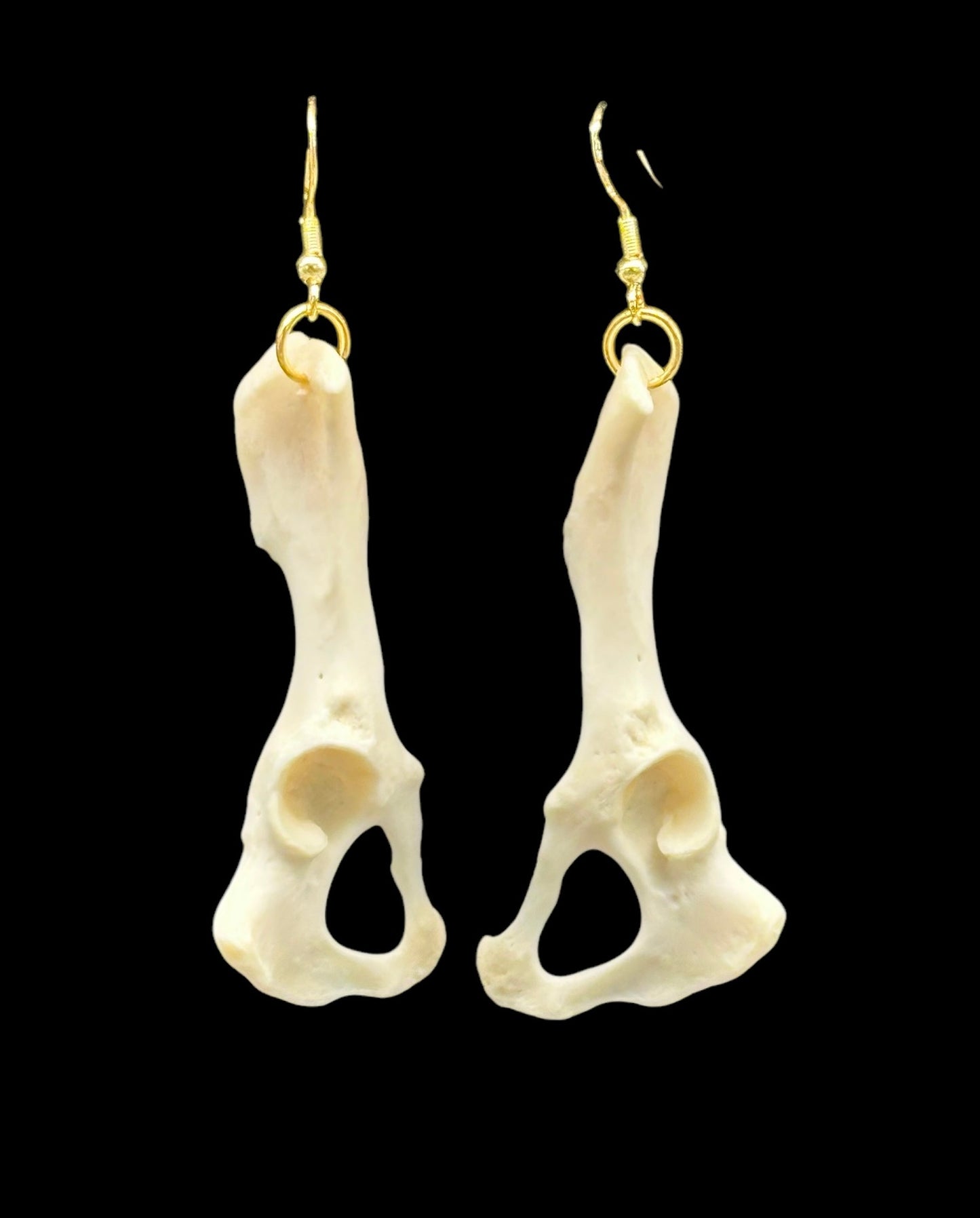 Skunk Pelvic Bone Earrings