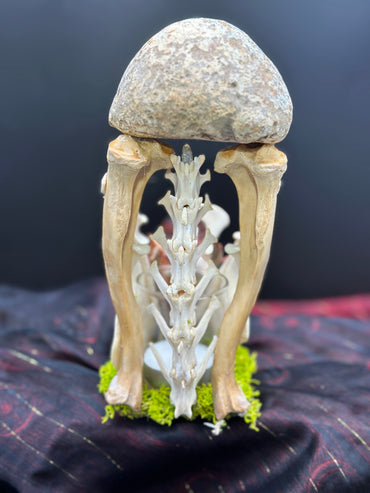 Deer Jaw Candle Holder (Vertebrae & Geode)