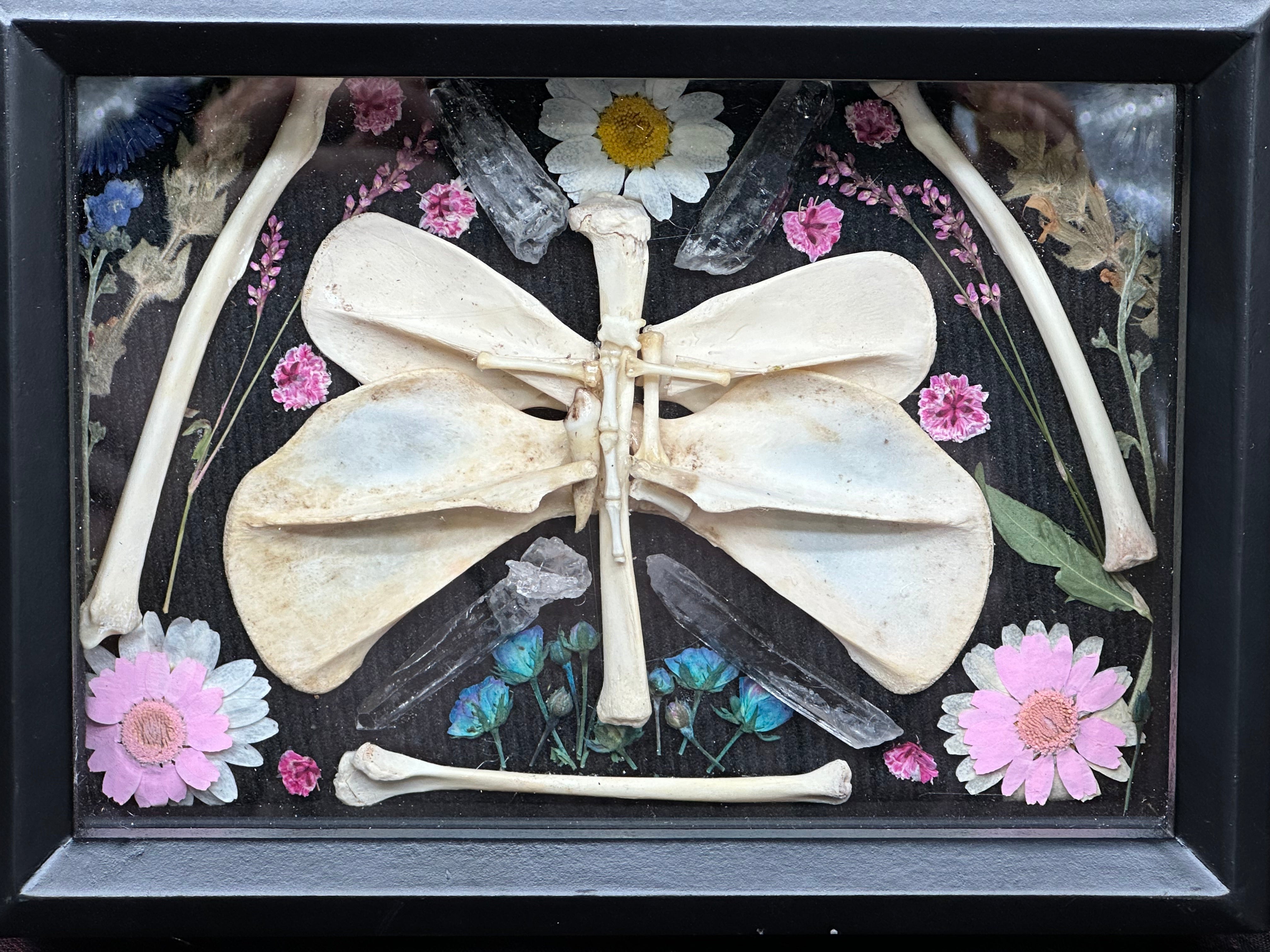 Flower & Bone Butterfly Black Shadow Box