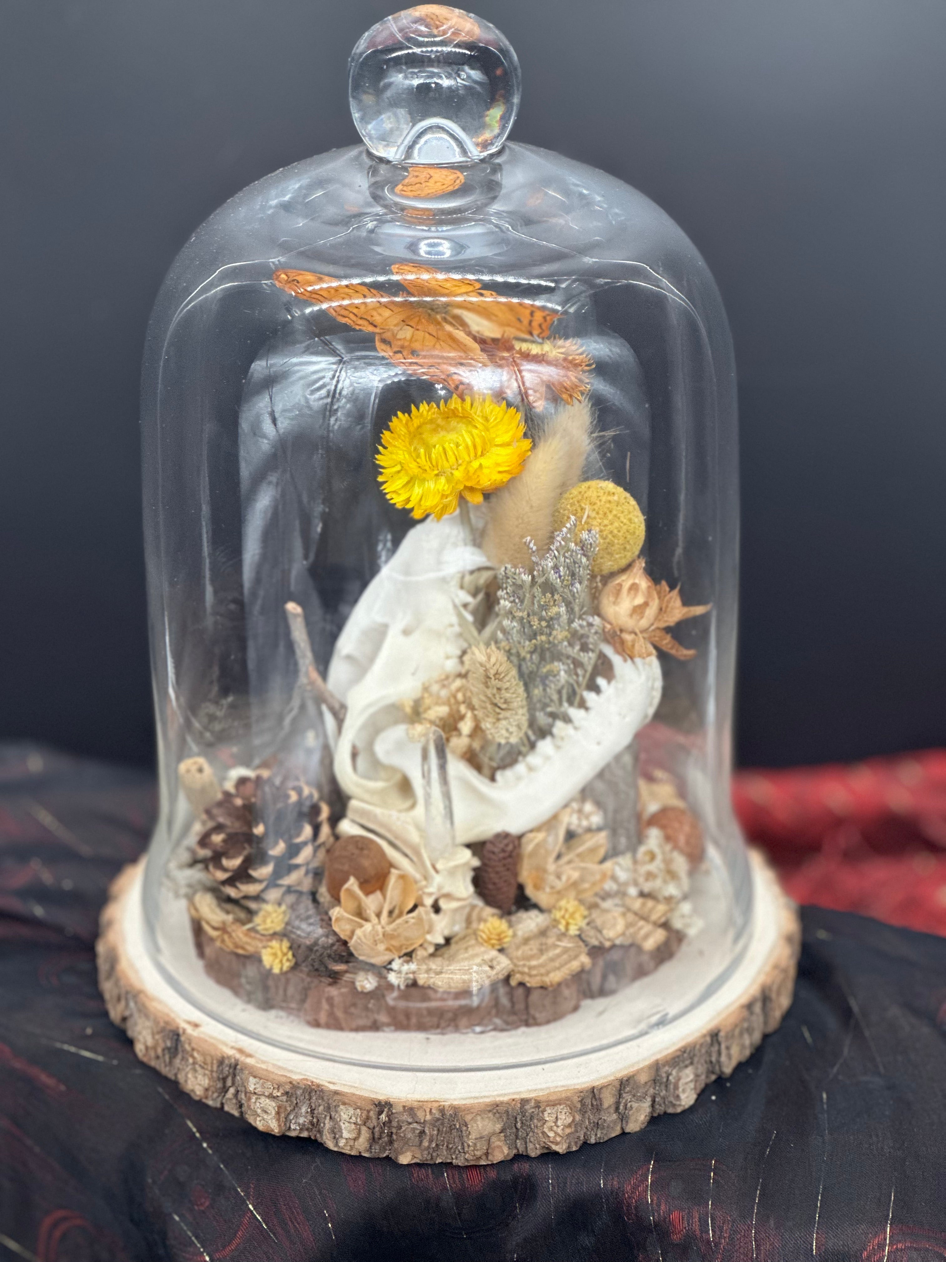 Raccoon Skull & Butterfly Glass Cloche