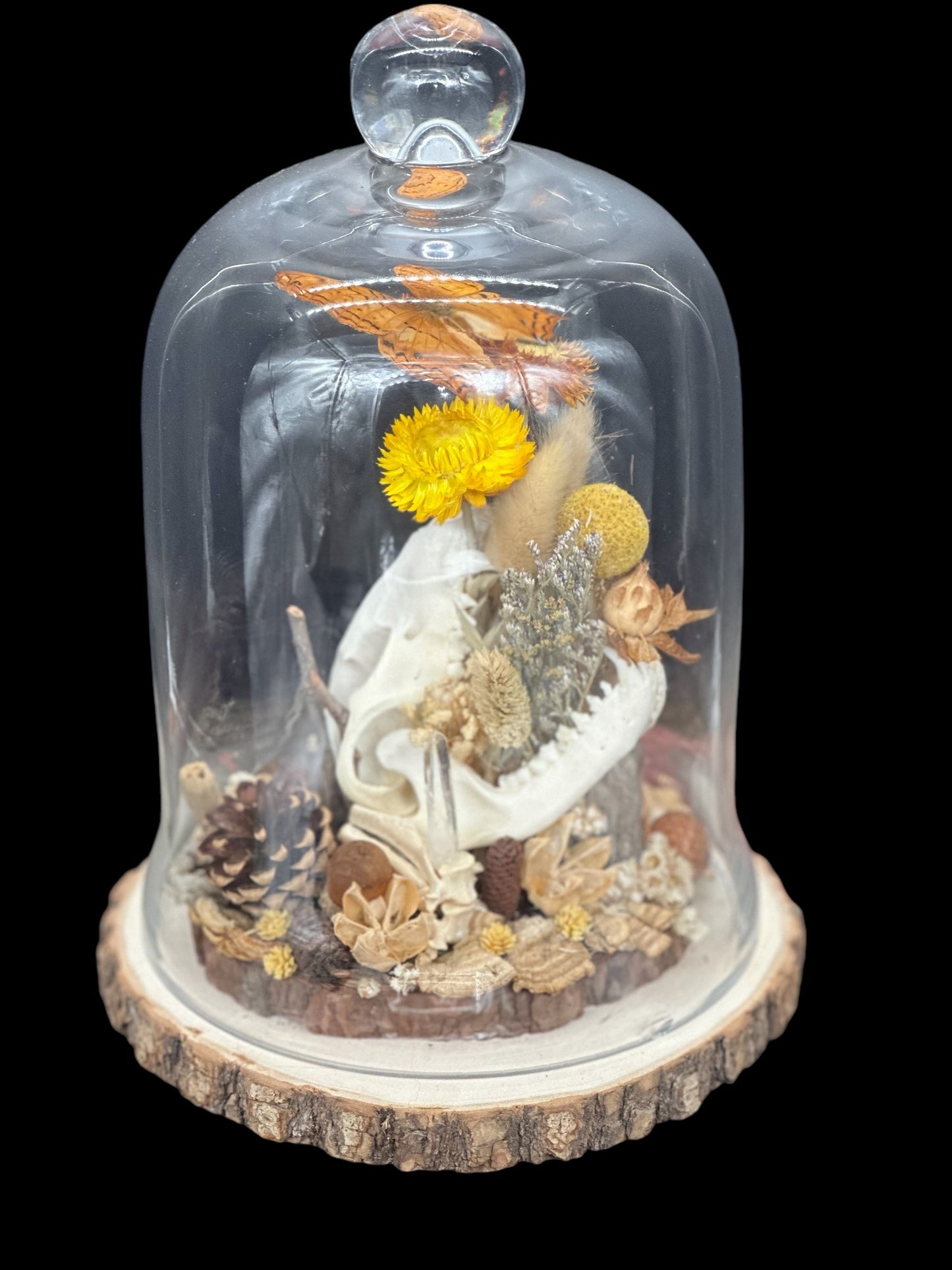 Raccoon Skull Glass Dome with Butterfly