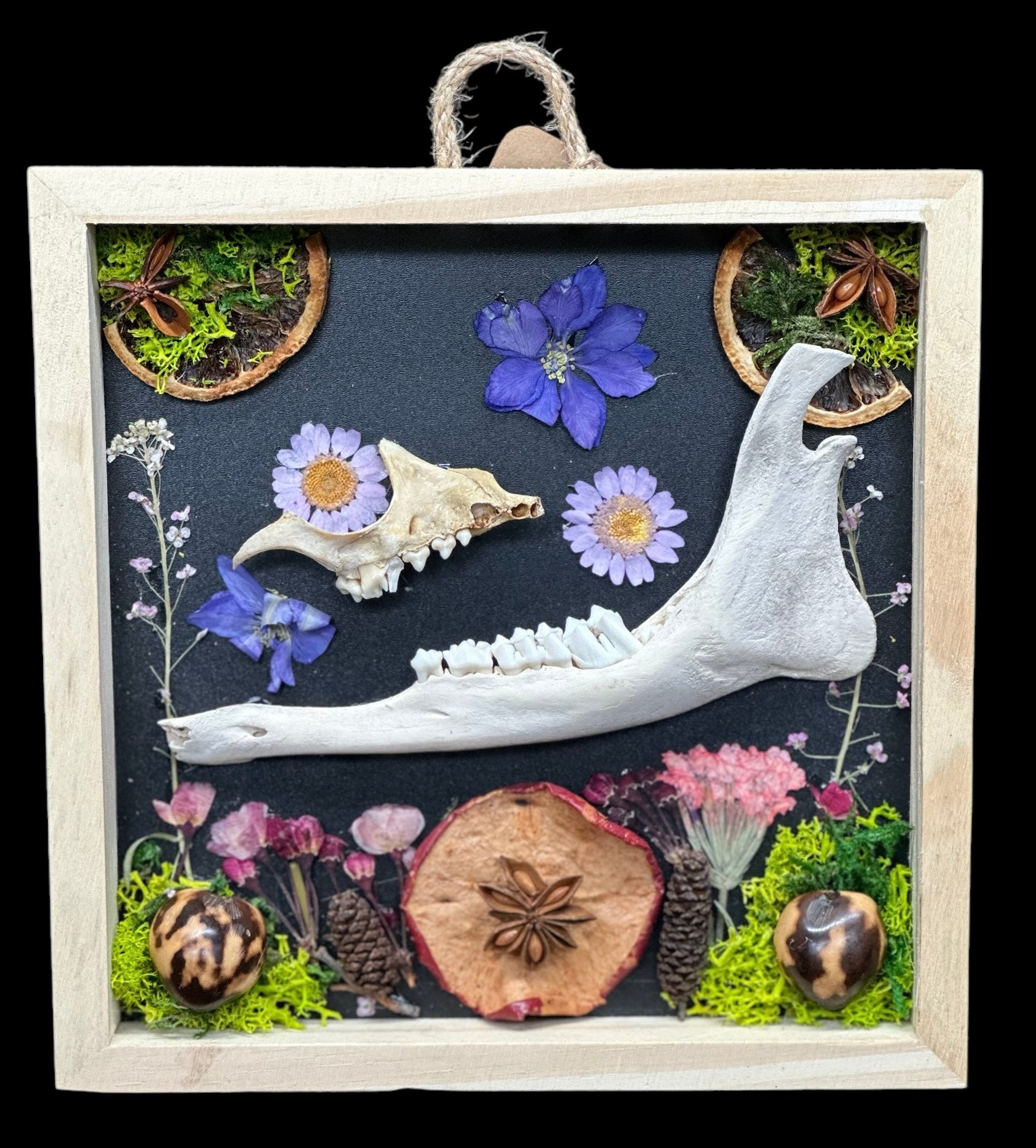 Deer Jaw Shadow Box