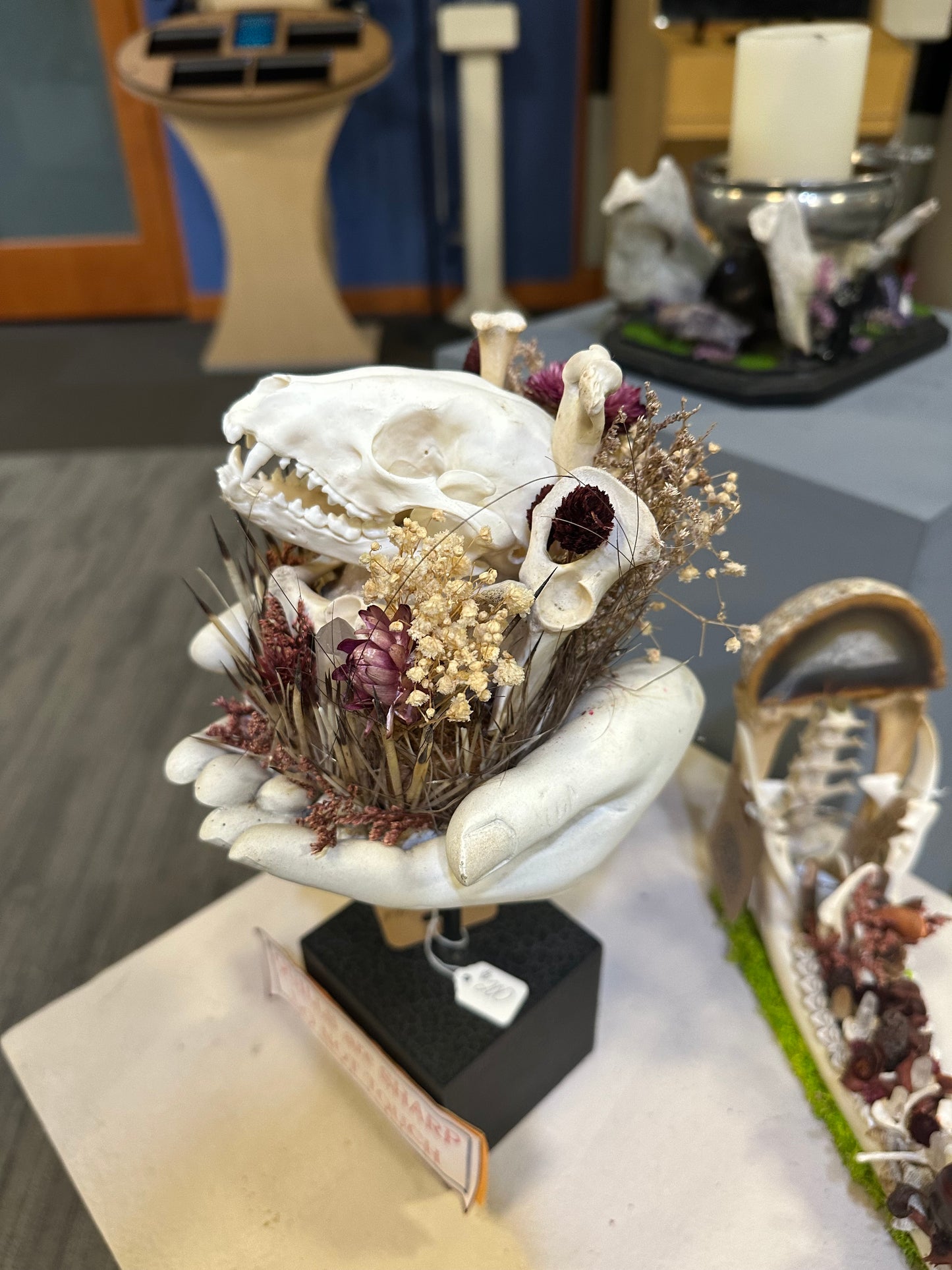Raccoon Skulls and Porcupine Quills