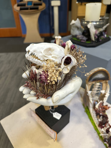 Raccoon Skulls and Porcupine Quills