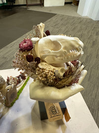 Raccoon Skulls and Porcupine Quills