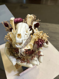 Raccoon Skulls and Porcupine Quills