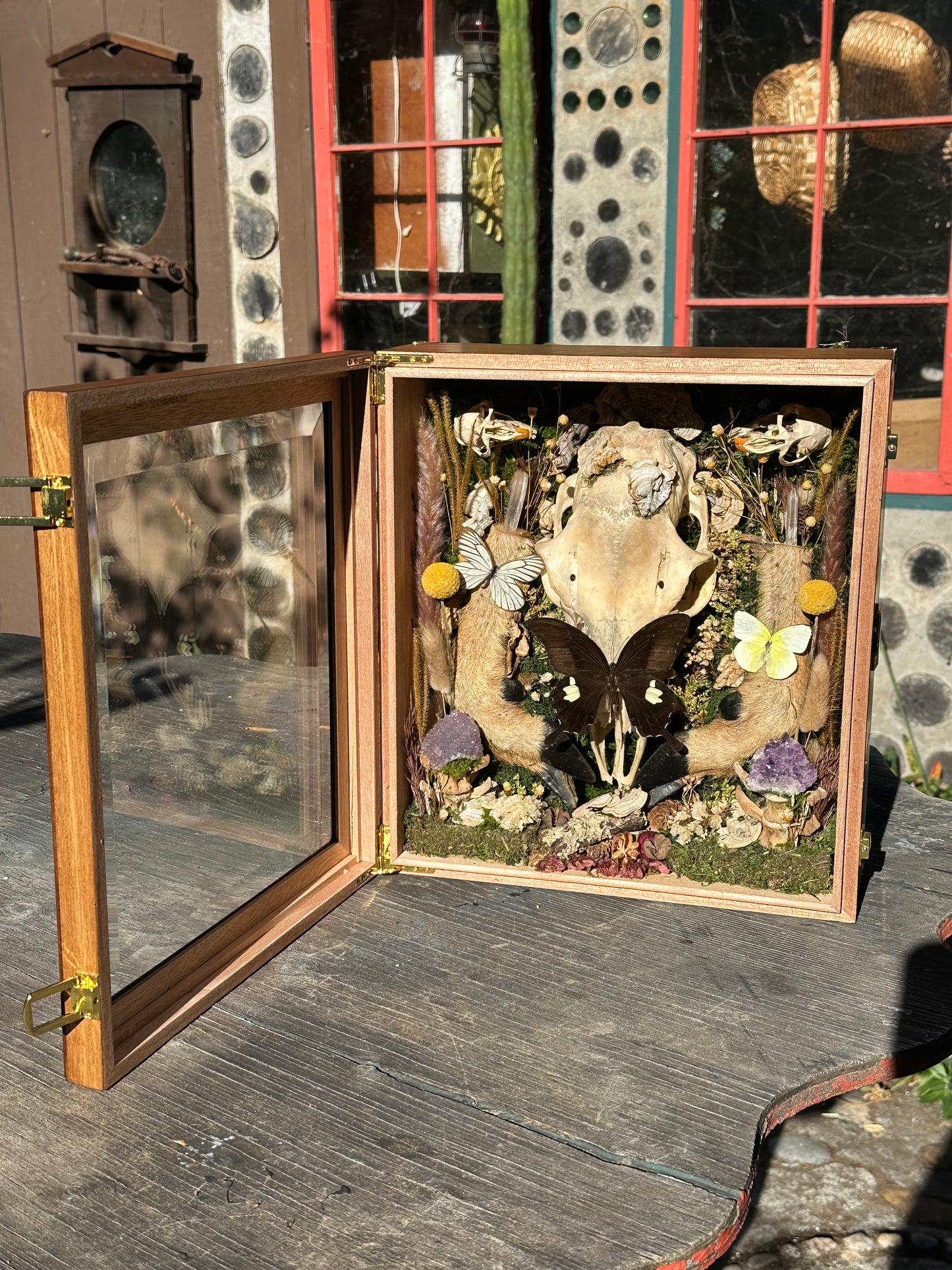 Deer Skull & Legs Shadow Box
