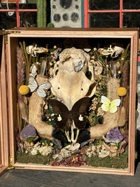 Deer Skull & Legs Shadow Box