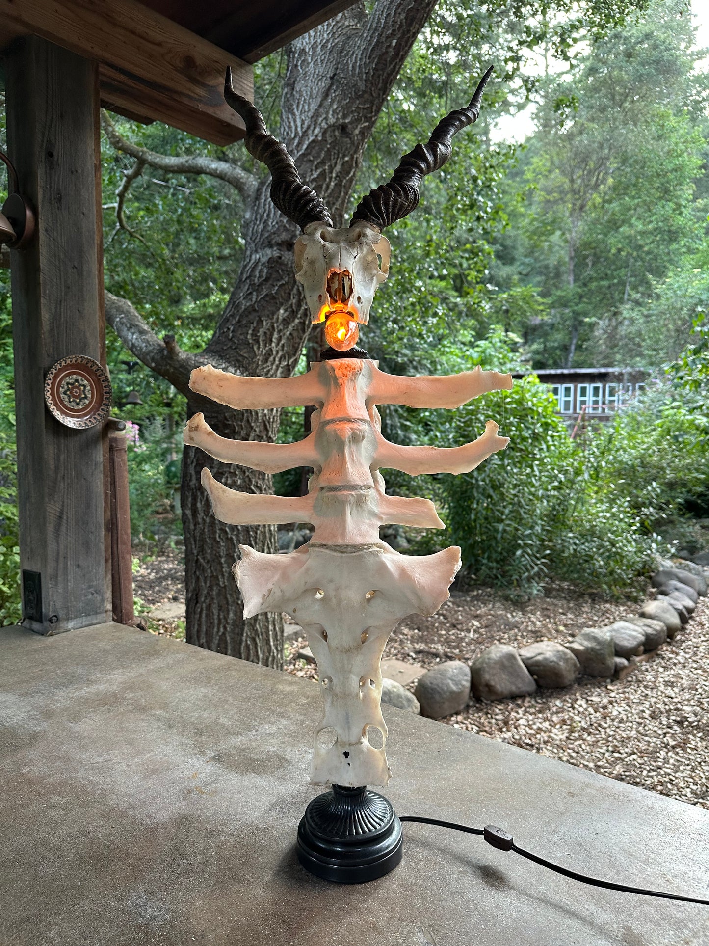 Blackbuck Antelope Skull & Cow Spine Lamp