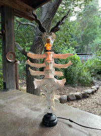 Blackbuck Antelope Skull & Cow Spine Lamp
