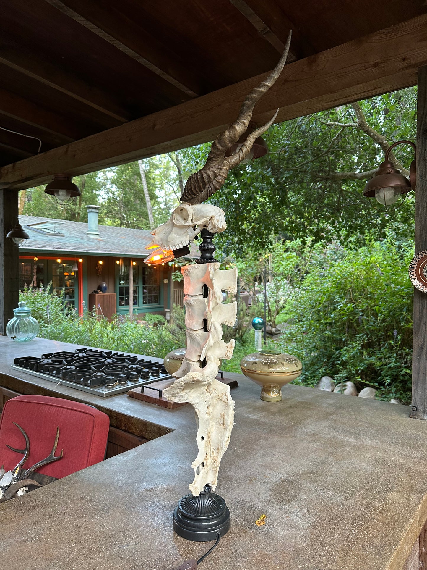 Blackbuck Antelope Skull & Cow Spine Lamp