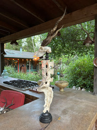 Blackbuck Antelope Skull & Cow Spine Lamp
