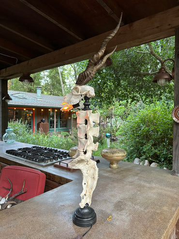 Blackbuck Antelope Skull & Cow Spine Lamp