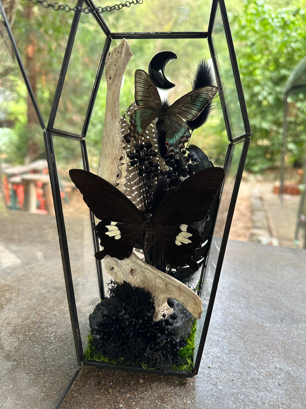Deer Jaw and Butterflies Glass Coffin
