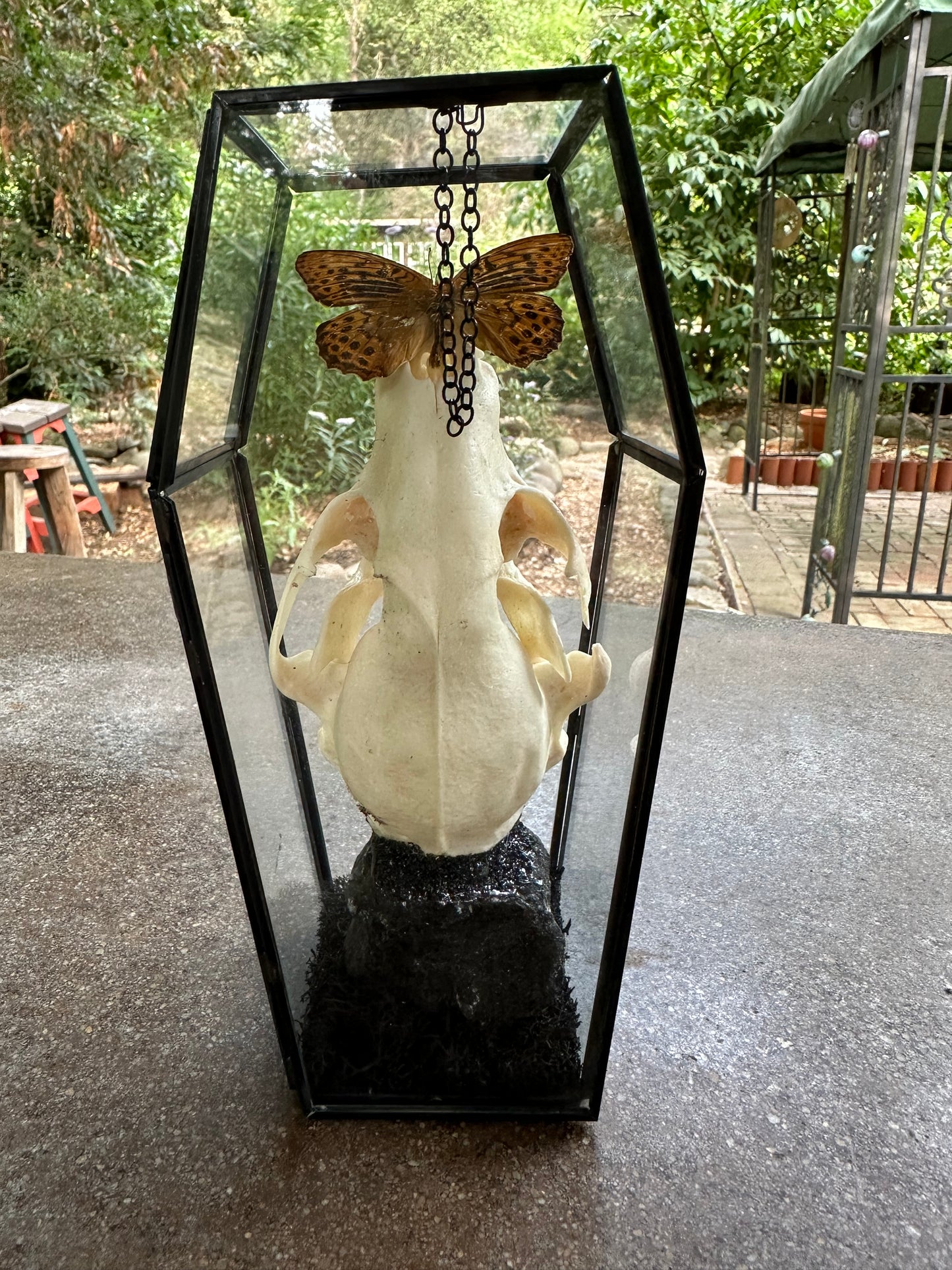 Butterfly and Raccoon Skull Glass Coffin