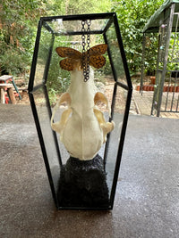 Butterfly and Raccoon Skull Glass Coffin