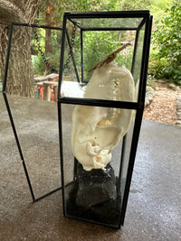 Butterfly and Raccoon Skull Glass Coffin