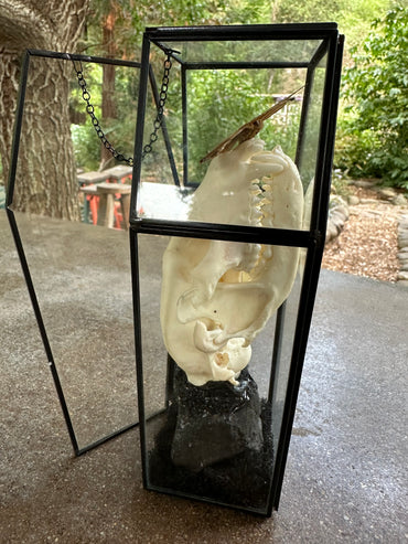 Butterfly and Raccoon Skull Glass Coffin
