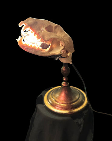 Racoon Skull Lamp (Copper)