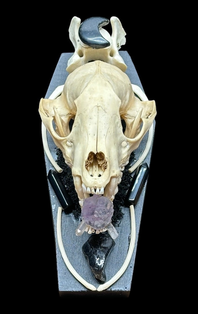 Raccoon Skull Coffin Plaque