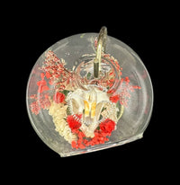 Glass Ornament - Muskrat Skull in Red