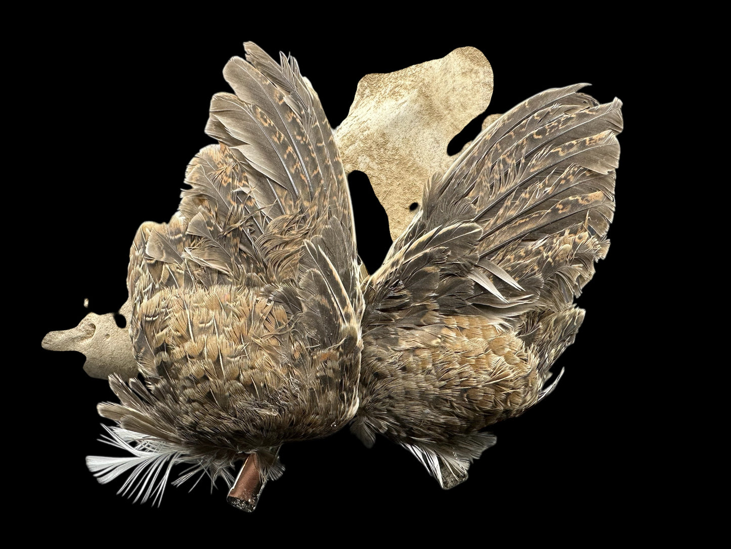 Quail Wing Barrettes (Brown)