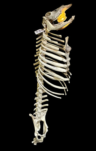 Articulated Deer Lamp