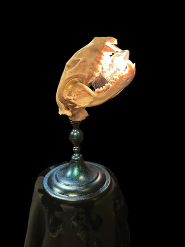 Racoon Skull Lamp (Green)
