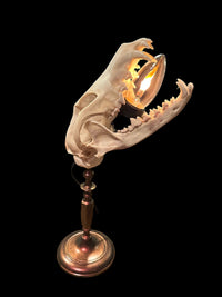 Coyote Skull Lamp (Copper)