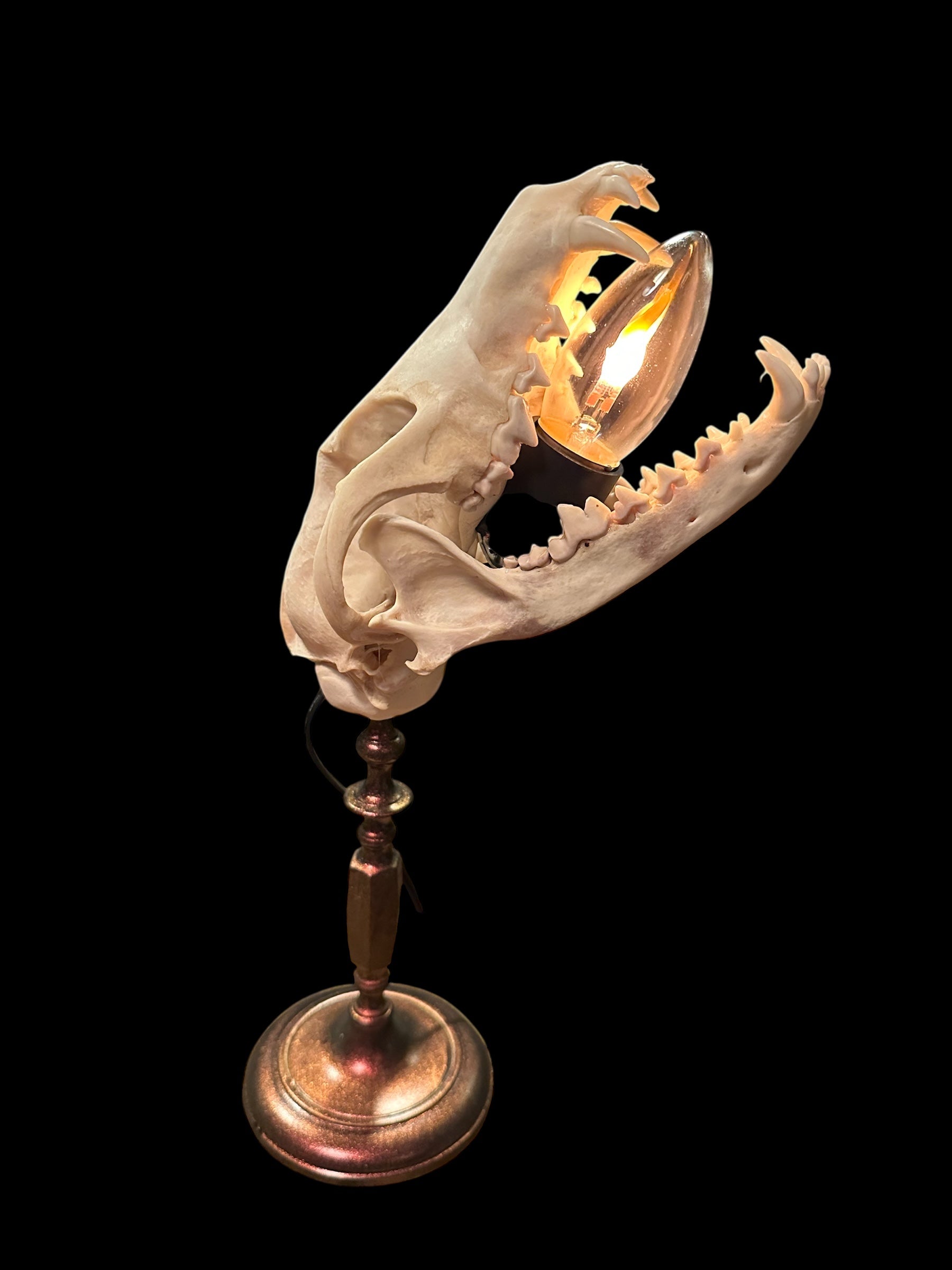 Coyote Skull Lamp (Copper)