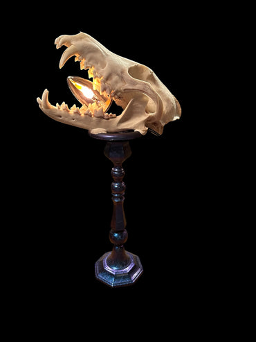 Coyote Skull Lamp on Candlestick Holder (Blue)