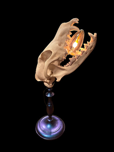 Coyote Skull Lamp (Blue)